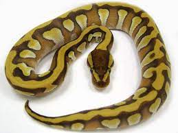 Tiger Mojave Yellow Belly Morph List World Of Ball Pythons Ball Python Pretty Snakes Snake Lovers