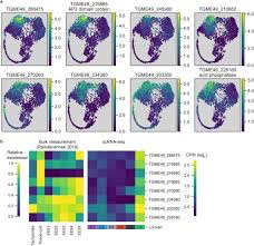 Japanese mature with huge breasts. A Single Parasite Transcriptional Atlas Of Toxoplasma Gondii Reveals Novel Control Of Antigen Expression Biorxiv