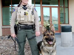 Shopping for german shepherd mixed puppies. Fast Tough And He Bites Local Azdailysun Com
