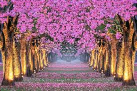 Maybe you would like to learn more about one of these? Rows Of Beautiful Pink Flowers Trees Stock Image Colourbox