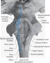 The brain stem contains ascending and descending tracts, cranial nerves and other nuclei, and fibers connecting with the cerebellum. Bookbrain Stem Nuclei A Laboratory Manual And Text Book Of Embryology Embryology The Brain 337 Alar Plate Is Greatly Thickened And Becomes The Anlage Of The Thalamus And Metathalamus The Latter