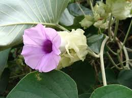 Image result for Argyreia nervosa