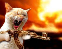 Angry Cat Gifs Get The Best Gif On Giphy