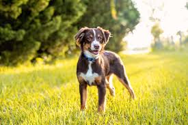 The australian shepherd is a breed of herding dog that was developed on ranches in the western united states. Best Australian Shepherd Breeders 2021 10 Places To Find Aussie Puppies For Sale