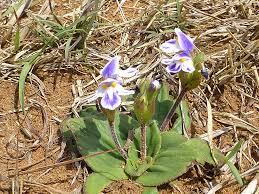 Image result for Linderniella wilmsii