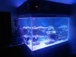 Ikan hias aquarium mini white cloud mungkin jenis ikan hias aquarium mini satu ini terdengar awam ditelinga anda. Magelang Reef Community Home Facebook