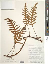 Image result for Pleopeltis  × simiana