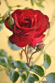 Beautiful purple flowers by milanvopalensky on deviantart. Pin By Rajesh Singhmar On Red Flowers Amazing Flowers Beautiful Flowers Wallpapers Rose Flower Wallpaper