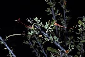 Image result for Cadaba termitaria