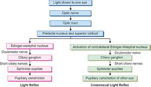 The swimlane flowchart depicts multiple flows of information side by side. Jaypeedigital Ebook Reader