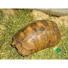Navigate to the first search result item. Hypo Red Foot Tortoise 11 Inch Female Strictly Reptiles Inc