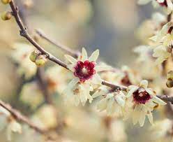Berns landscaping offers annual flower plantings for residential homes and commercial businesses in michigan. A Winter Guide To North Carolina Blooms Our State