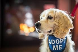 The filling station is committed to making doing right by your pets as easy as possible. Hotels Help Shelter Pets Find Homes As Lobby Dogs