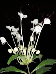 Image result for Clerodendrum incisum