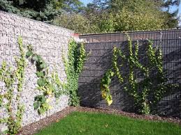 Mit Efeu Konnen Sie Wunderbar Gabionenfurdensichtschutz Begrunen Diese Kletterpflanze Ist Ein Wahres Multitalent Gartengestaltung Pflanzenwand Rankpflanzen