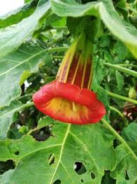 Image result for Brugmansia