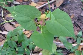 Image result for Ipomoea hederifolia
