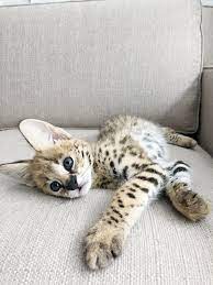Pin On The Little Wild Cats Of Venus