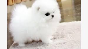 We offer a beautiful selection of the best quality white pomeranian puppies are our speciality! Teacup Pomeranian Puppies For Adoption Into Good Homes Only