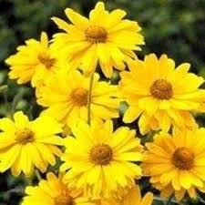 Di 30 giorni periodo di prova prova come funziona la garanzia della soddisfazione. Margherite Non Fioriscono Domande E Risposte Fiori