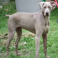 The weimaraner breed of dogs are the most loving dogs you will ever meet. Best 35 Weimaraner Desktop Background On Hipwallpaper Weimaraner Wallpaper Cute Weimaraner Wallpaper And Funny Weimaraner Wallpaper