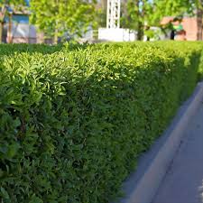 Eine Einzigartige Kirschlorbeer Hecke Bilden In 2020 Kirschlorbeer Hecke Hecke Pflanzen Kirschlorbeer