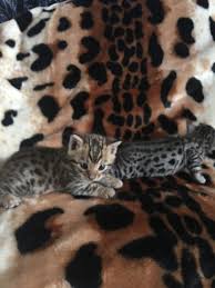 Whether you are located in wisconsin, chicago, michigan or anywhere in the united states, dynasty maine coons. Bengal Cats For Sale Grand Rapids Mi 236517 Petzlover
