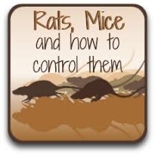 Replace any weather stripping that does not create a tight seal. How To Get Rid Of Rats From Your Chicken Coop