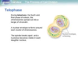 We did not find results for: Lesson Overview The Process Of Cell Division Lesson