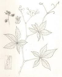 Step By Step False Virginia Creeper Lizzie Harper Virginia Creeper Creepers Step By Step Painting