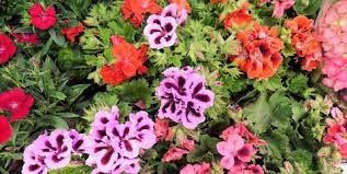 A plant with medicinal uses that keeps flies and mosquitoes away. 8 Best Mosquito Repellent Plants Plants That Keep Mosquitos Away Naturally