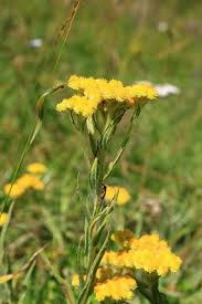 Image result for Helichrysum kirkii