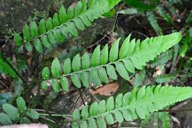 Image result for Diplazium humbertii