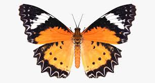 Realistic Cethosia Penthesilea Butterfly 3d Model 3d Model Butterfly Realistic