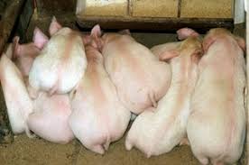 Alegeri de ce nu voteaza romanii mers la vot. 5 Motive Pentru Care SÄƒ Nu Mergi La Vot