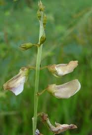Image result for Tephrosia noctiflora