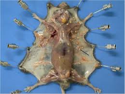 What humans call taste is actually a mixture of different sensations. Human Lagochilascariasis A Rare Helminthic Disease