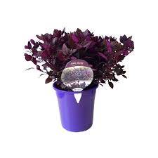 Find Botanica 180mm Alternanthera Dentata Little Ruby At Bunnings Warehouse Visit Your Local Store For The Widest Range Of Garden Pr Little Ruby Botanica Ruby