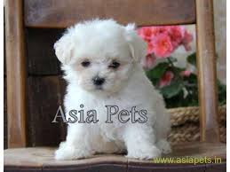 Find great deals on ebay for maltese puppies. Maltese Puppy Price In Thiruvananthapuram Maltese Puppy For Sale In Thiruvananthapuram