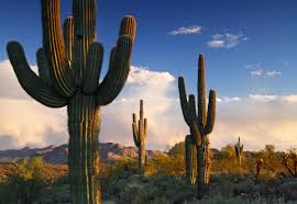 What subjects are you going to take exams in? Where To See Saguaro Cactus In Phoenix Hiking Spots Hotels And Attractions