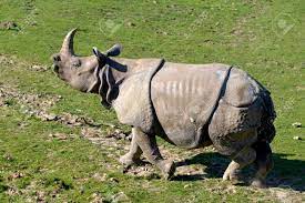 Indian Rhinoceros (Rhinoceros Unicornis) Walking On Grass Viewed From  Profile Фотография, картинки, изображения и сток-фотография без роялти.  Image 92472263