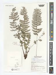 Image result for Asplenium preussii