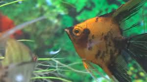 How To Feed Your Fish Mysis Shrimp For Beginners Youtube
