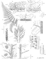 Image result for Megalastrum