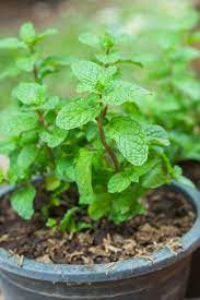 The Dos Don Ts Of Growing Mint Mint Plants Growing Mint Planting Herbs