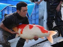 Koi yellow koi carp koi modern koi fish koi brush fire moon koi watercolor koi watercolor painting fish in pond koi fish moon. How A Koi Seller Sources The High Quality Fish That Can Sell For Thousands