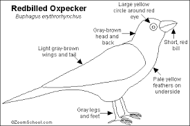 Bird With Red Triangle On Back Of Head Redbilled Oxpecker Printout Red Bill Yellow Feathers Brown And Grey
