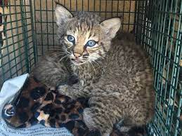 3 Injured After Handling Bobcat Kittens They Mistook For Domestic Kittens Abc News