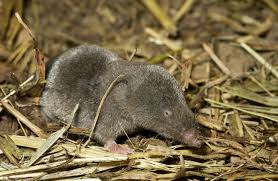 Shrew definition, a woman of violent temper and speech; No Taming The Shrew Missouri Department Of Conservation