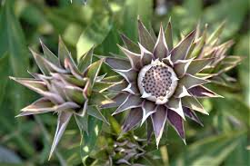 Image result for Macledium zeyheri